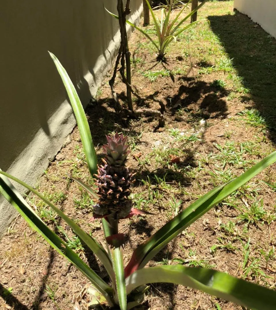 Pousada Villas Do Arraial 塞古罗港 3*,